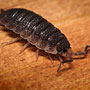 Rough Woodlouse (commonly known as "slater") (Insect and Spider Macros)