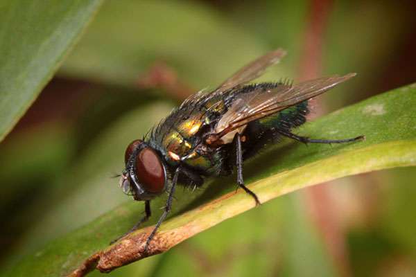 blowfly