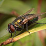 blowfly