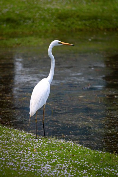 Intermediate Egret