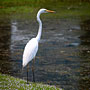 Intermediate Egret