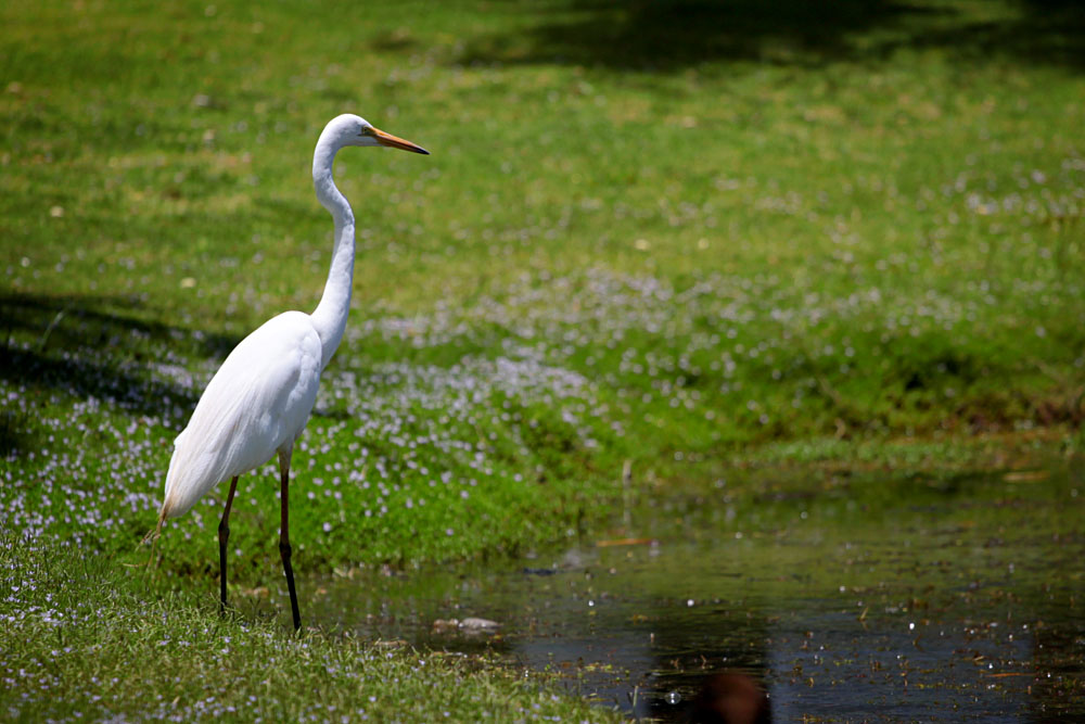 Intermediate Egret