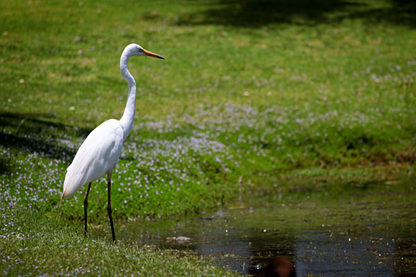 Intermediate Egret