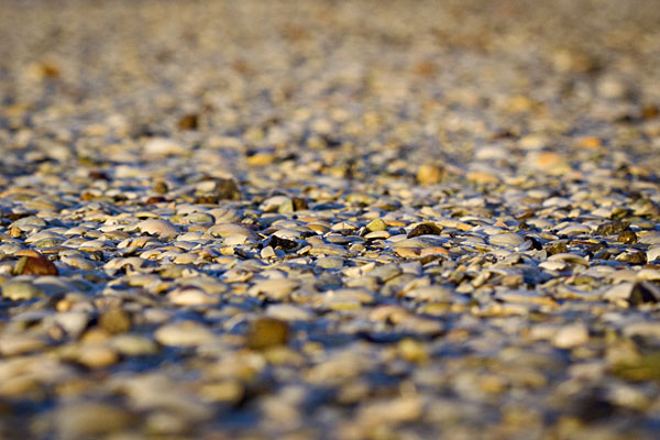 lotsa shells