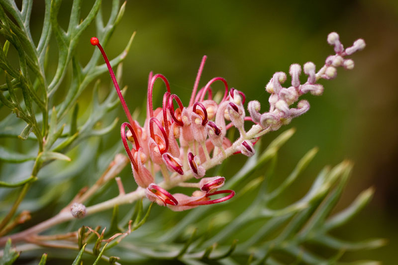Grevillea