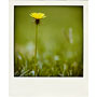 created with the Poladroid application