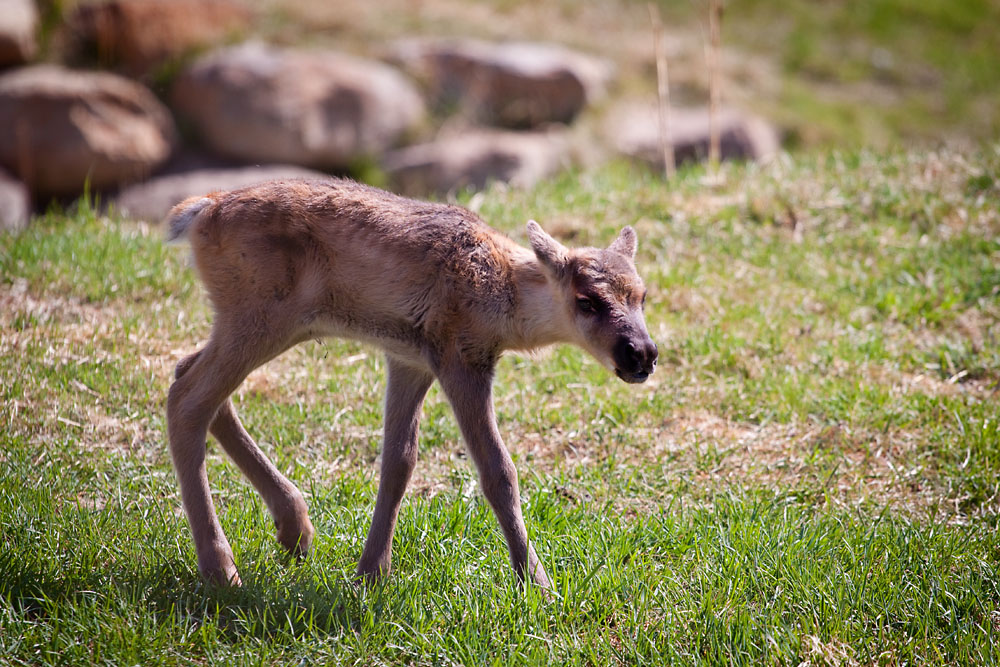 Cute Baby Caribou