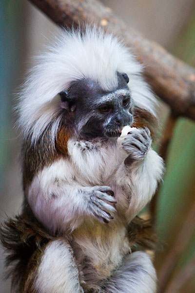 Cotton-top Tamarin