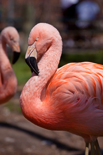 pink Flamingo