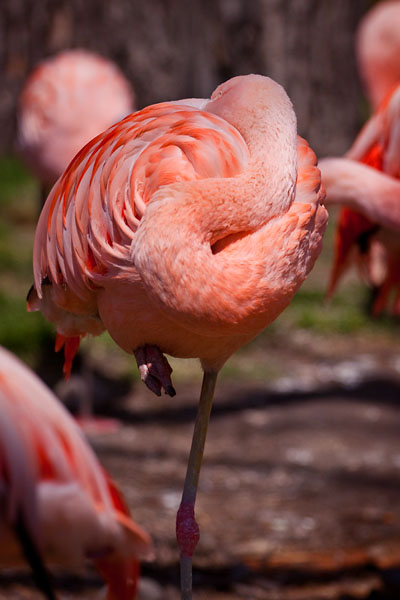twisted neck! Pink Flamingo asleep