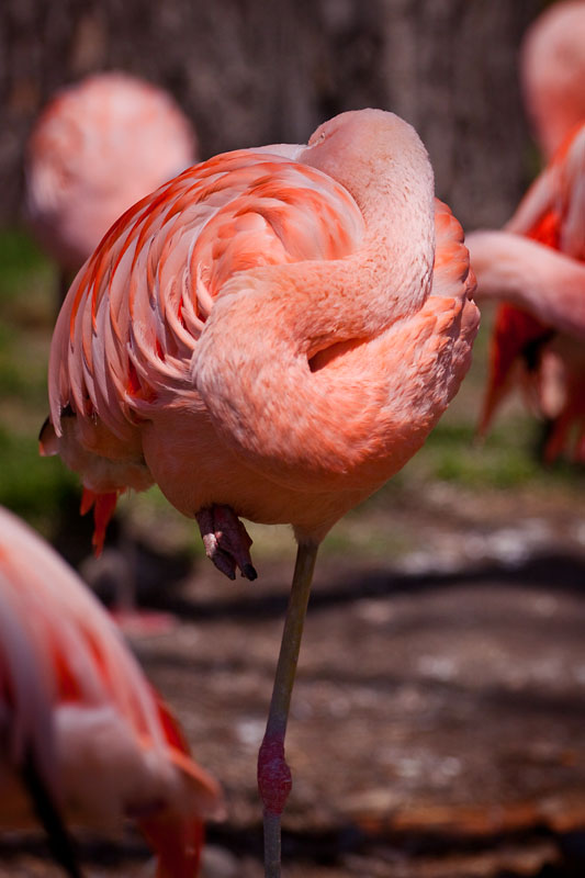 twisted neck! Pink Flamingo asleep
