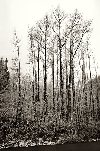 snow-covered trees