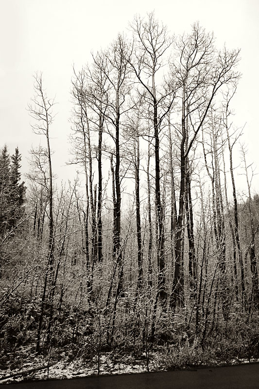 snow-covered trees near Barrier Lake