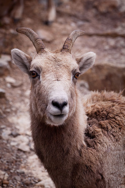 bighorn mountain sheep