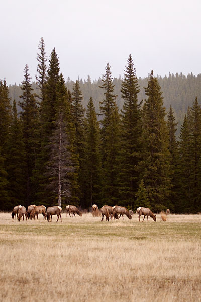 grazing elk