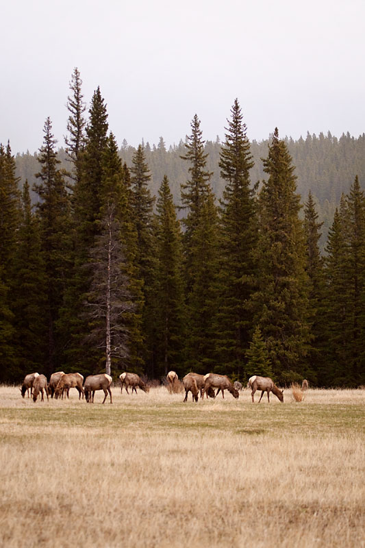 grazing elk