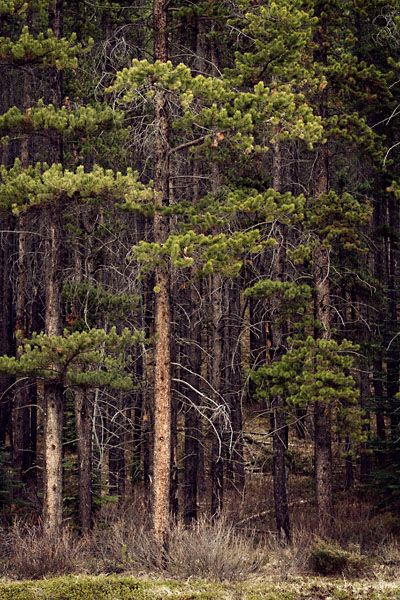 Rocky Mountain Douglas-fir trees
