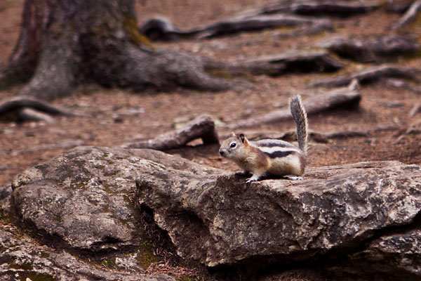 chipmunk begging for food