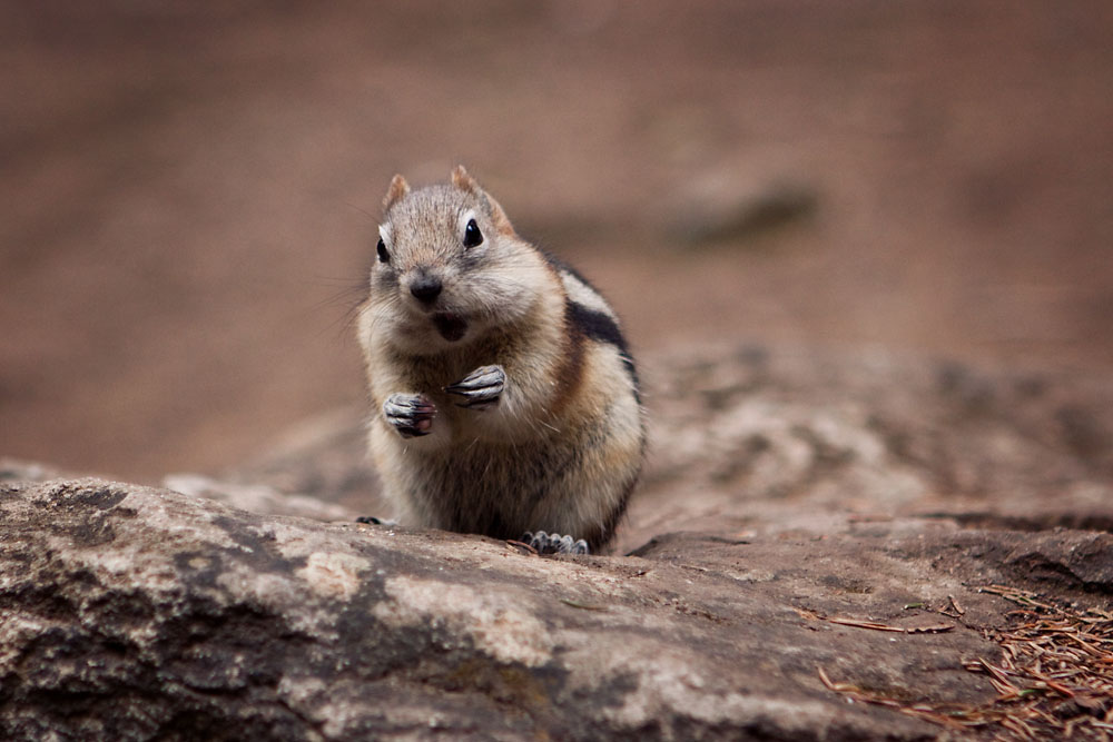 enjoying a morsel begged from a tourist