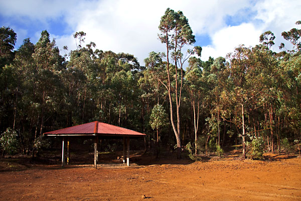 a roof amongst the trees