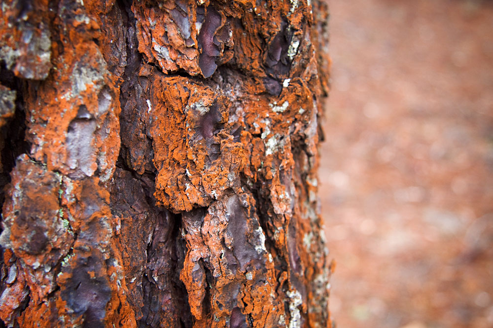 pine bark detail