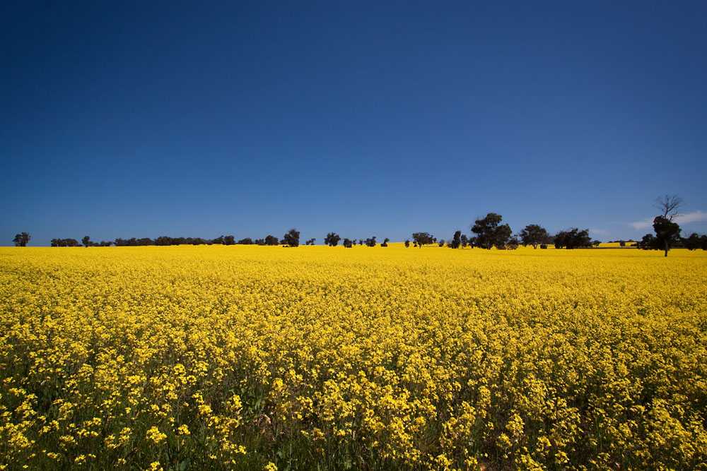 Canola fields blooming