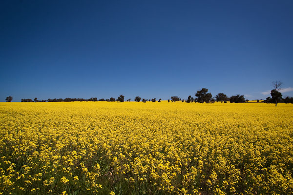 Canola fields blooming