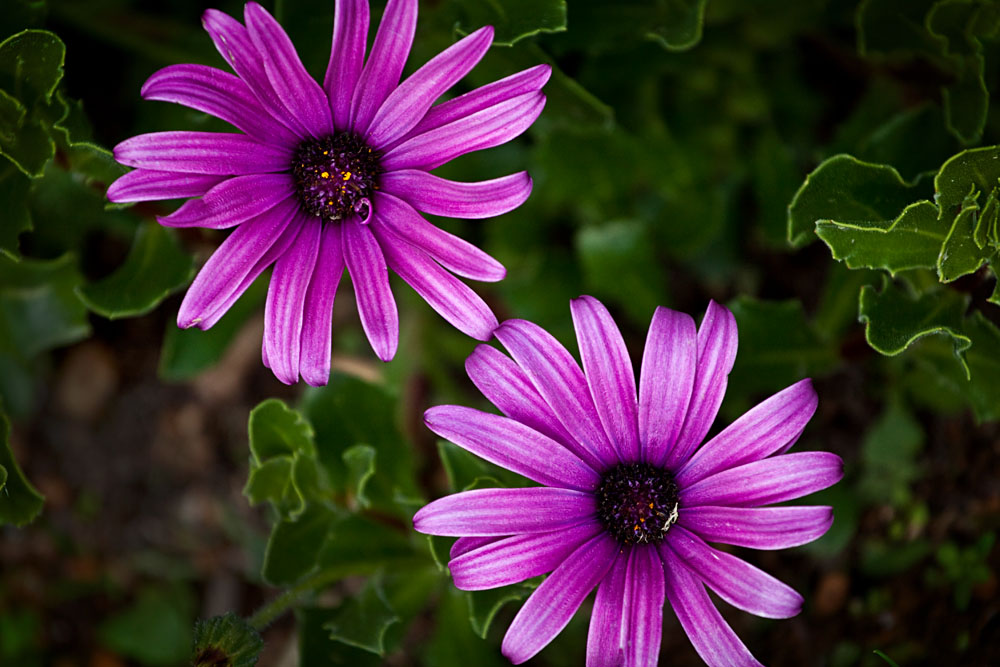 purple flower power