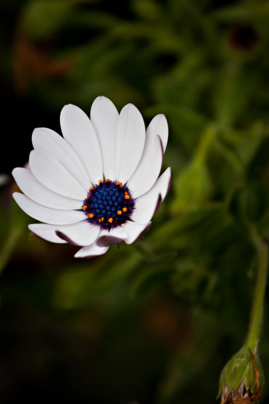 white petals