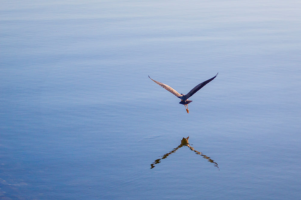 bird with outstretched wings
