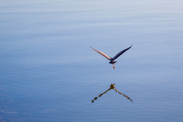 bird with outstretched wings