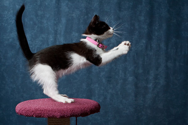 I can dive