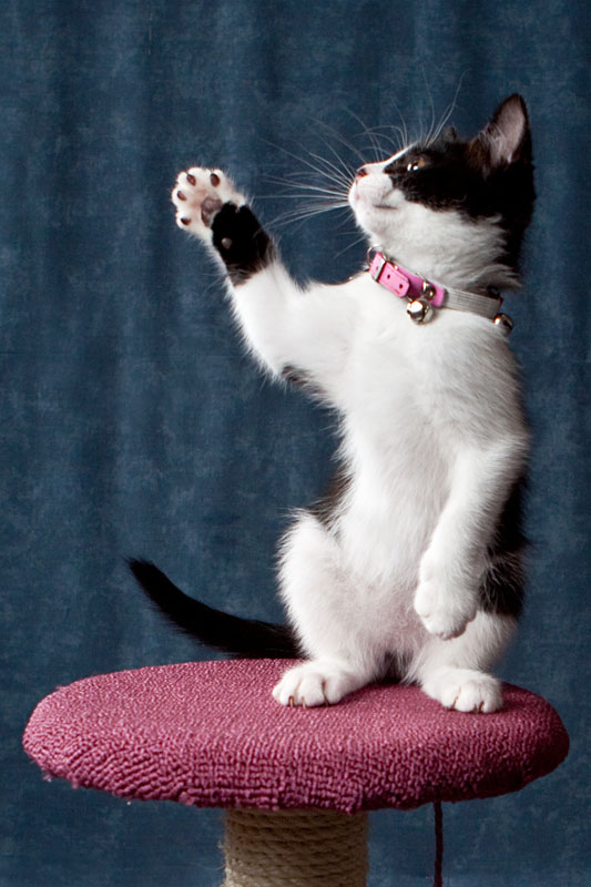 I can high-five