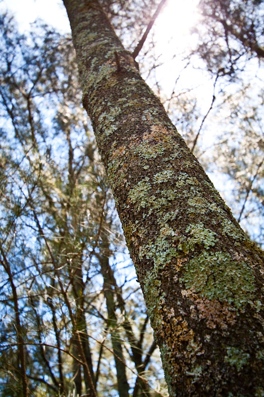 tree textures