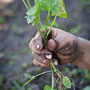 pulling weeds