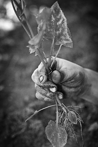 pulling weeds