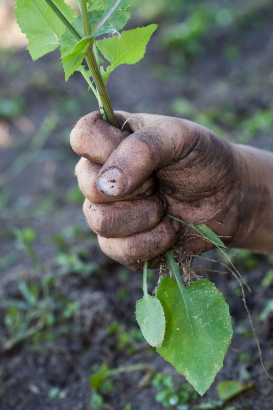 don't let the weeds get away!