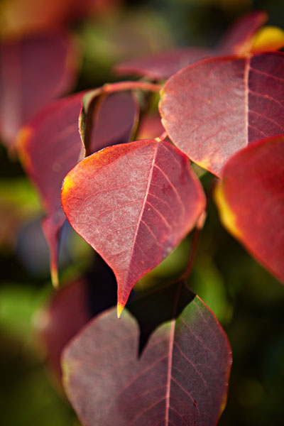 autumn leaves