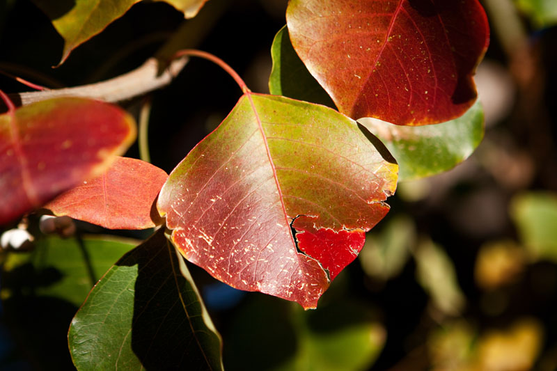 autumn leaves