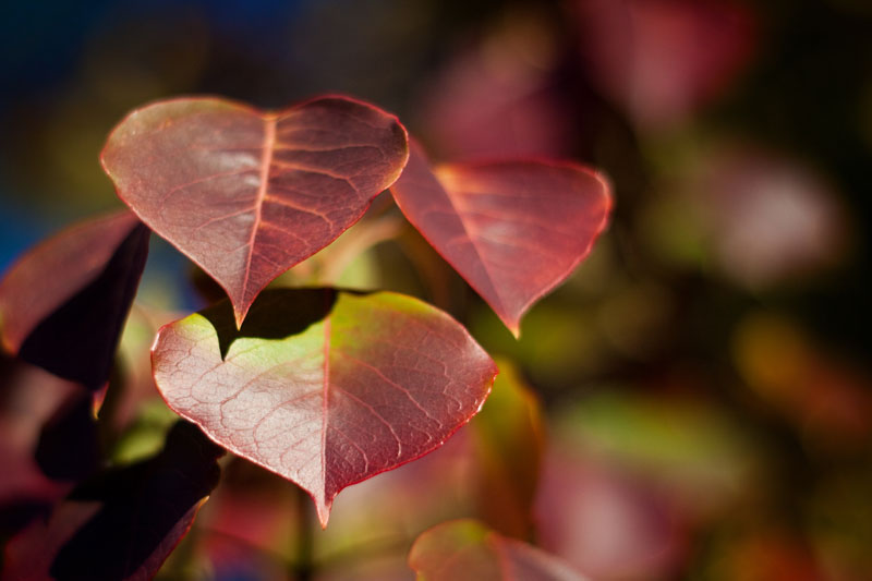 autumn leaves