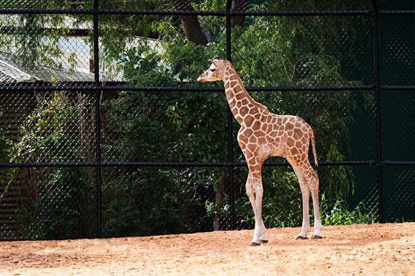 baby giraffe