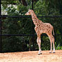baby giraffe