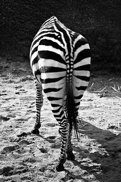 stripes
