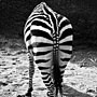 stripes