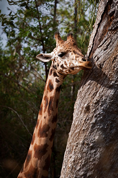 giraffe
