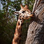 giraffe
