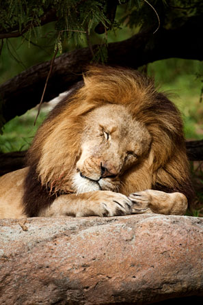 sleeping lion