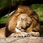 sleeping lion