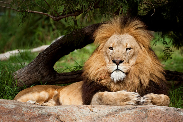 watchful lion
