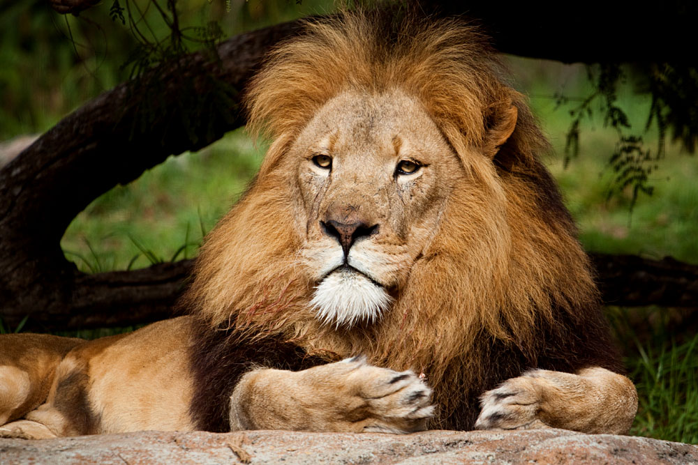 lion